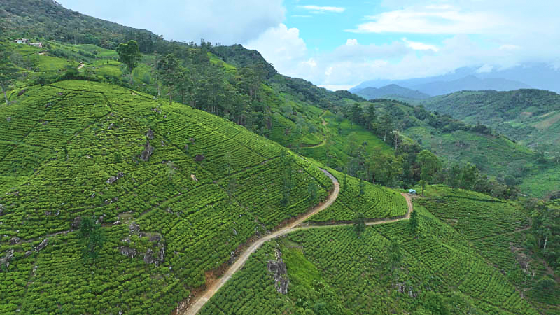 Tea gardens at Pettiagalla Estate, Balangoda, Sabaragamuwa, Sri Lanka
